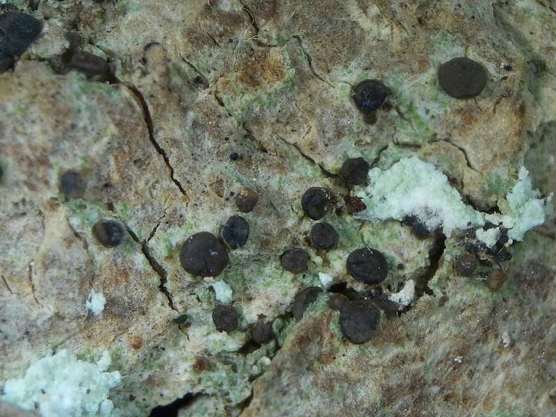 Dotted Lichen photo 4