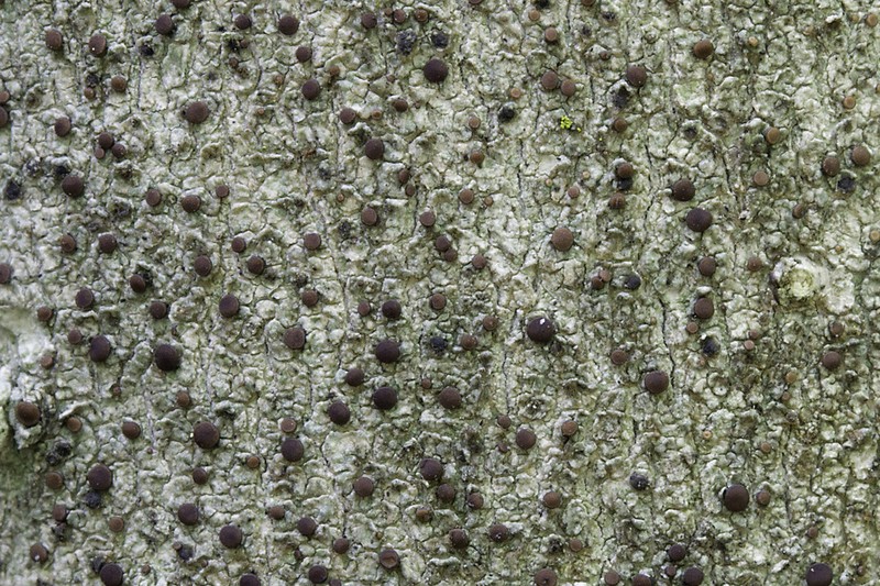 Dotted Lichen photo 5