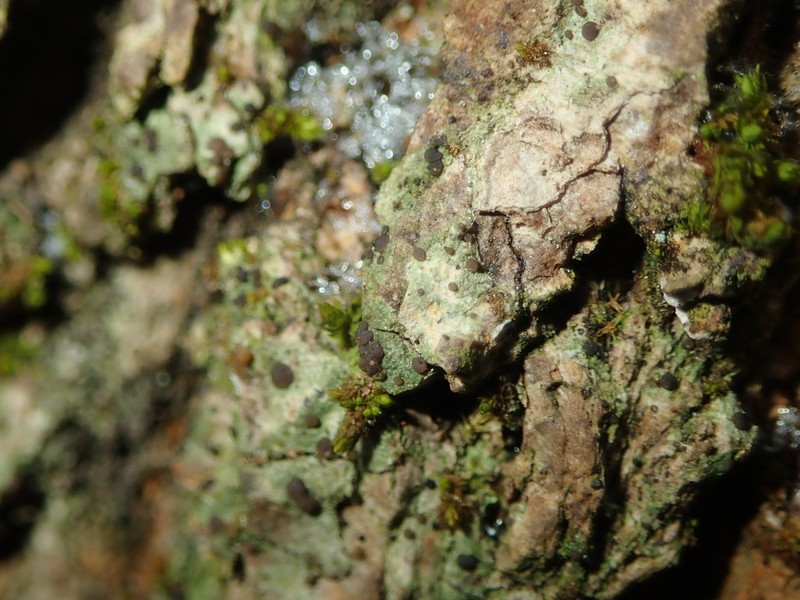 Dotted Lichen photo 6
