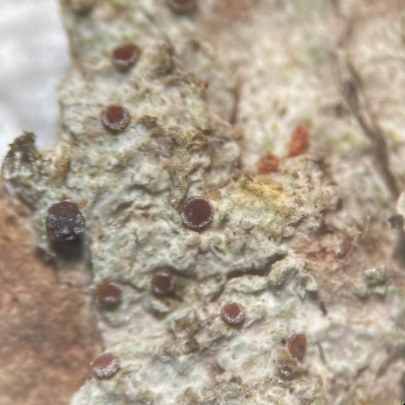 Dotted Lichen photo 7