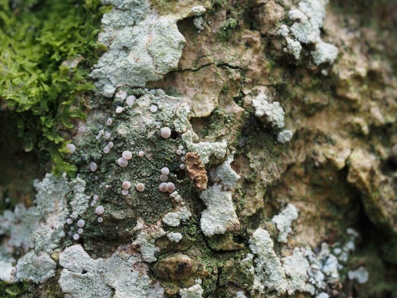 Dotted Lichen