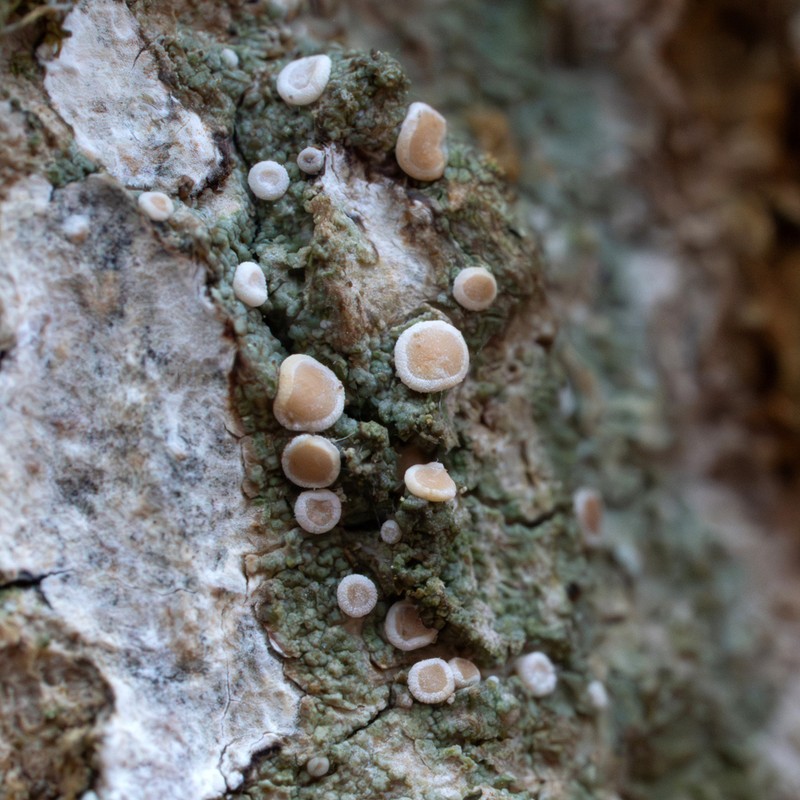 Dotted Lichen photo 2