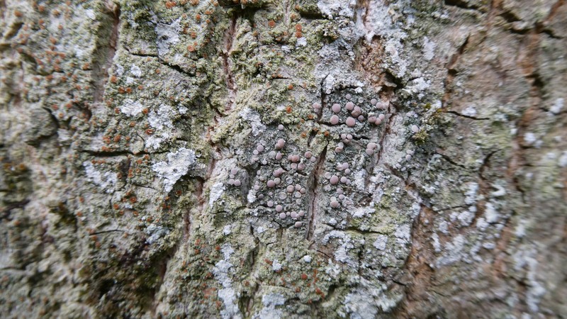 Dotted Lichen photo 5