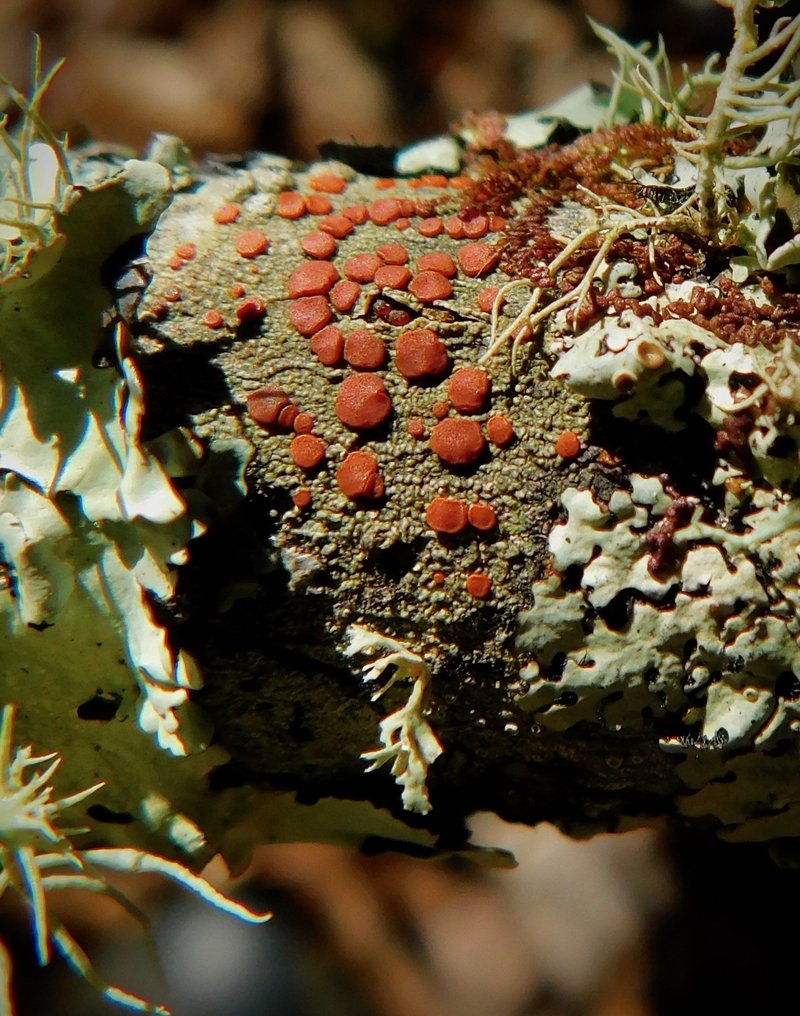 Dotted Lichen