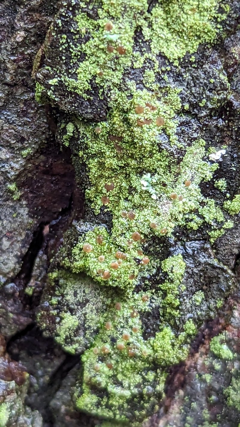 Dotted Lichen photo 2