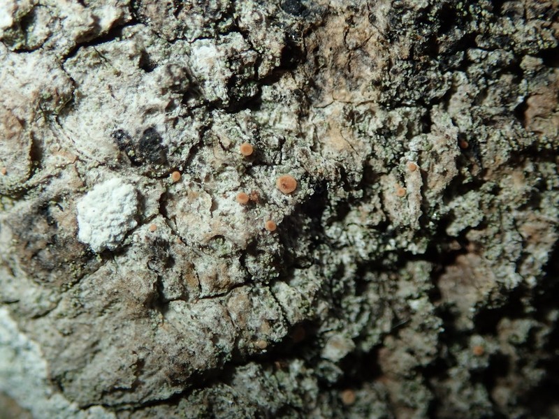Dotted Lichen photo 3
