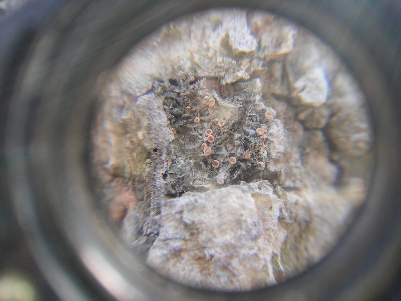 Dotted Lichen photo 4