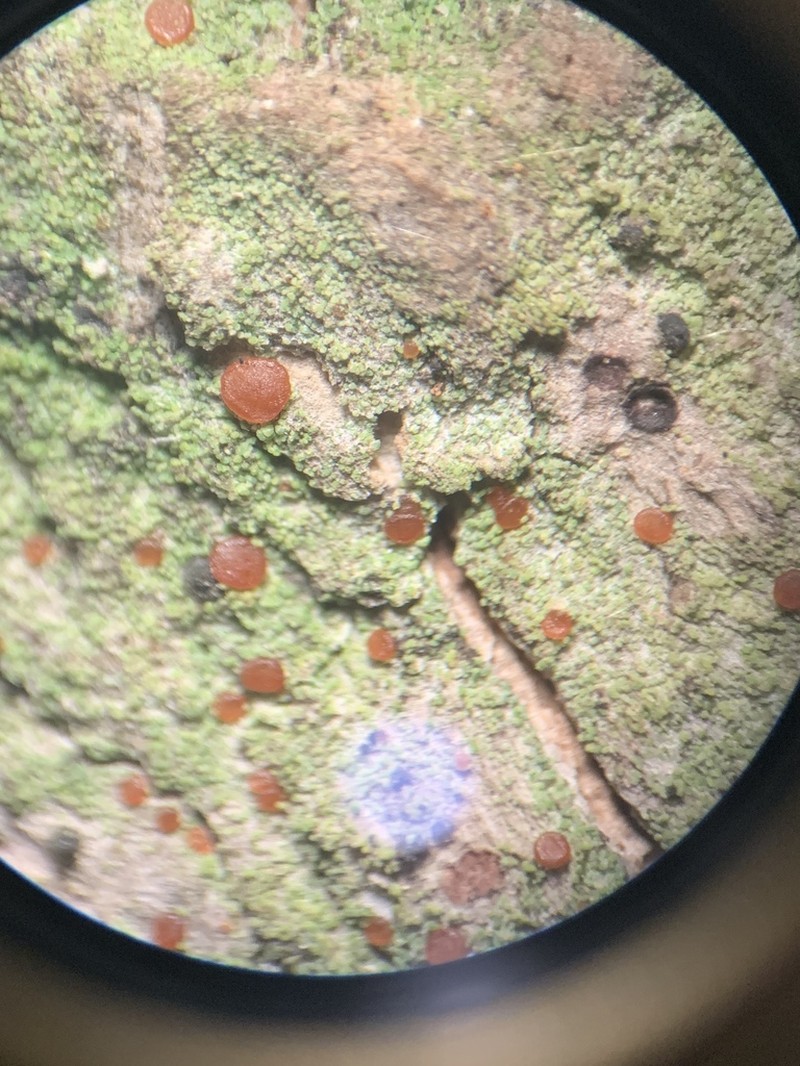 Dotted Lichen photo 5