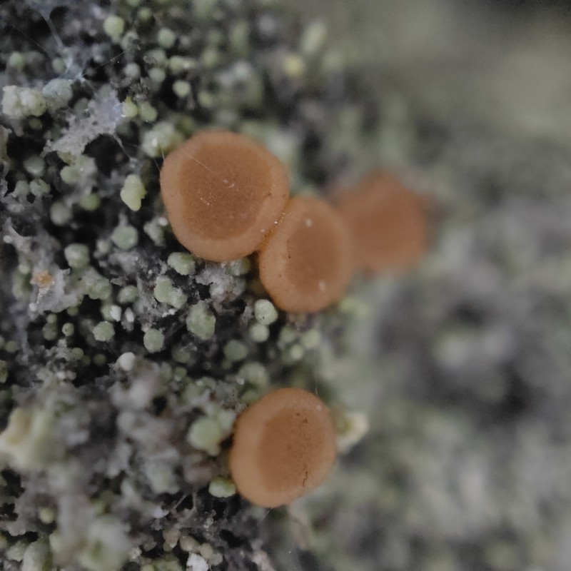 Dotted Lichen photo 6