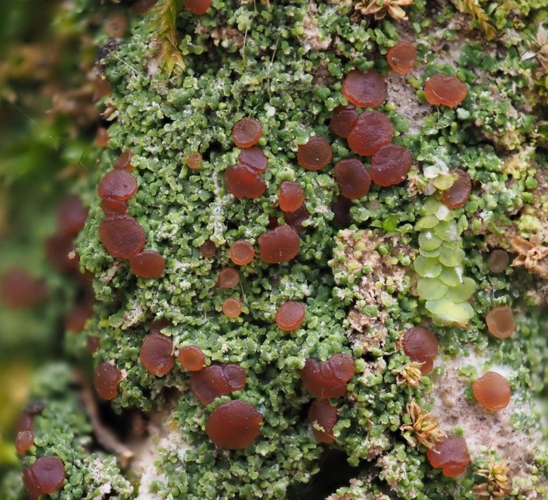 Dotted Lichen photo 7