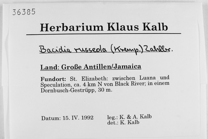Bacidia russeola
