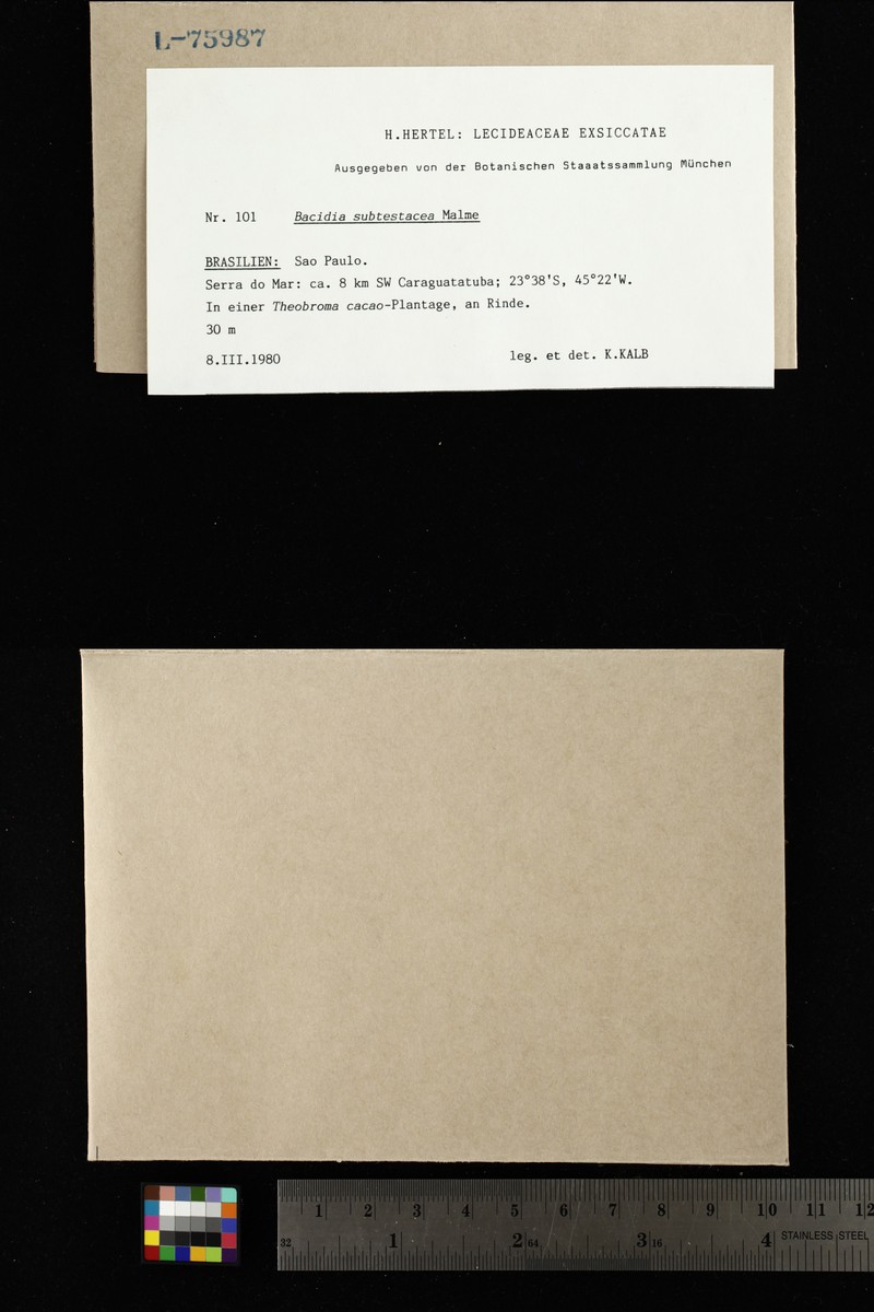 Bacidia russeola photo 2