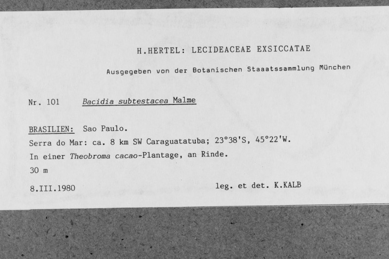 Bacidia russeola photo 3