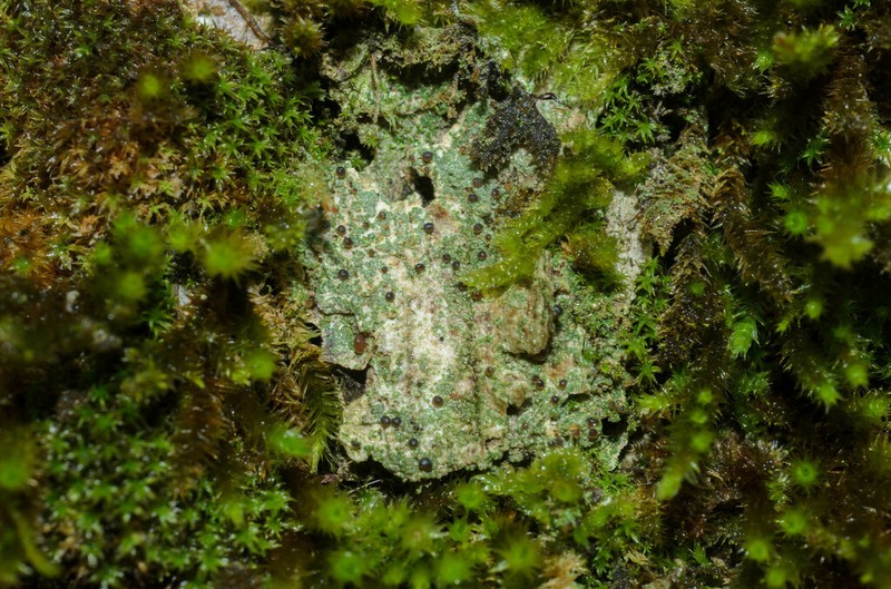Bacidia sabuletorum photo 2