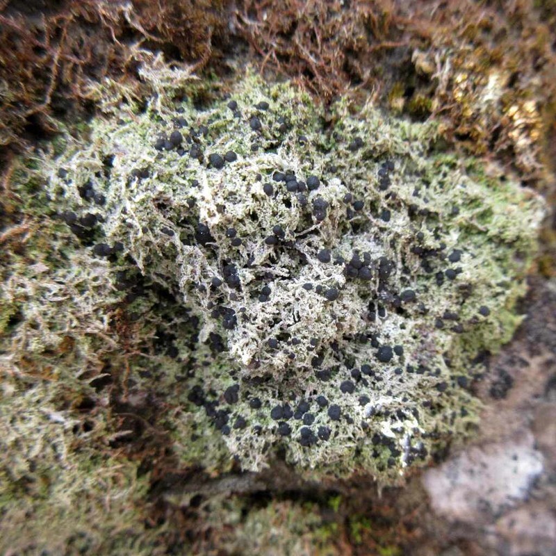 Bacidia sabuletorum photo 3