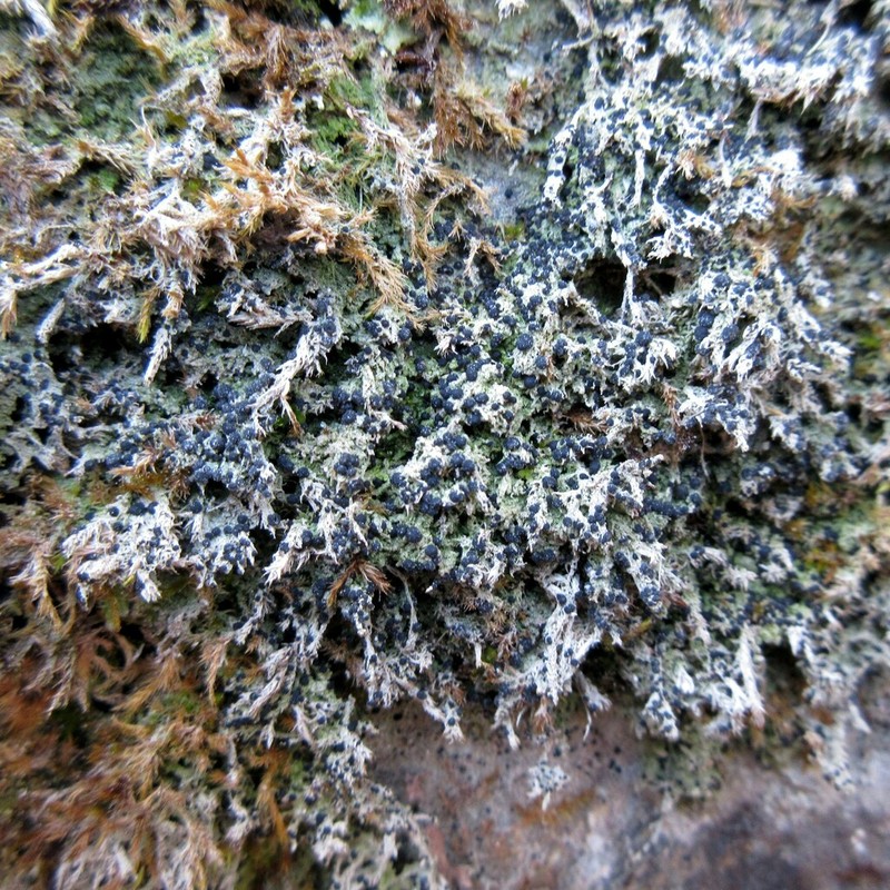 Bacidia sabuletorum photo 4