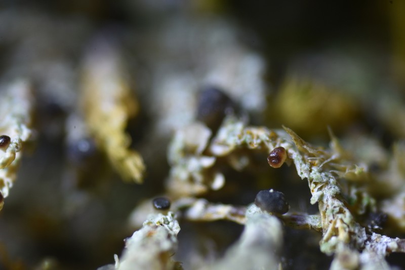Bacidia sabuletorum photo 5