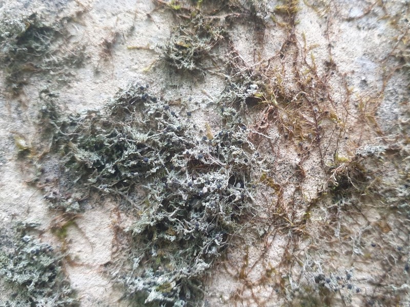 Bacidia sabuletorum photo 6