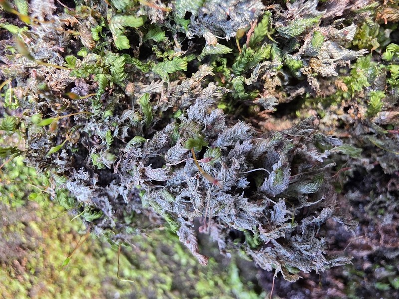 Bacidia sabuletorum photo 7