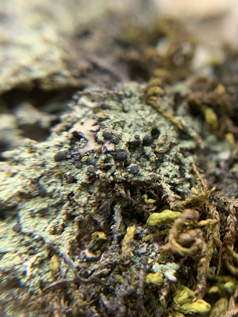Bacidia sabuletorum photo 8