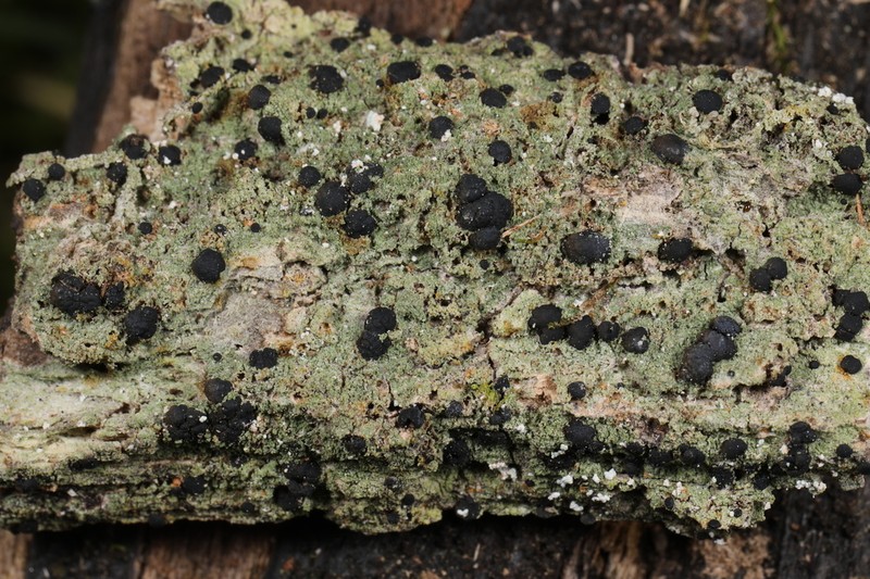 Schweinitz's Dotted Lichen