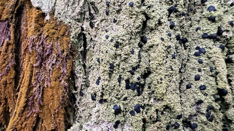 Schweinitz's Dotted Lichen photo 2