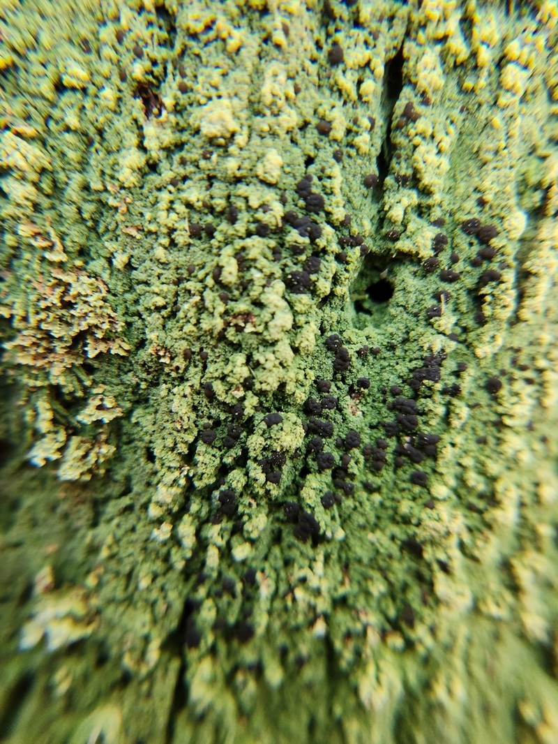 Schweinitz's Dotted Lichen photo 3