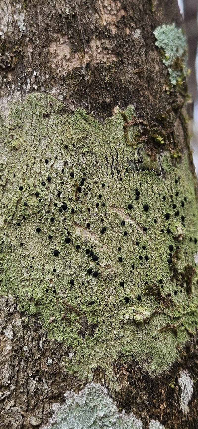 Schweinitz's Dotted Lichen photo 4
