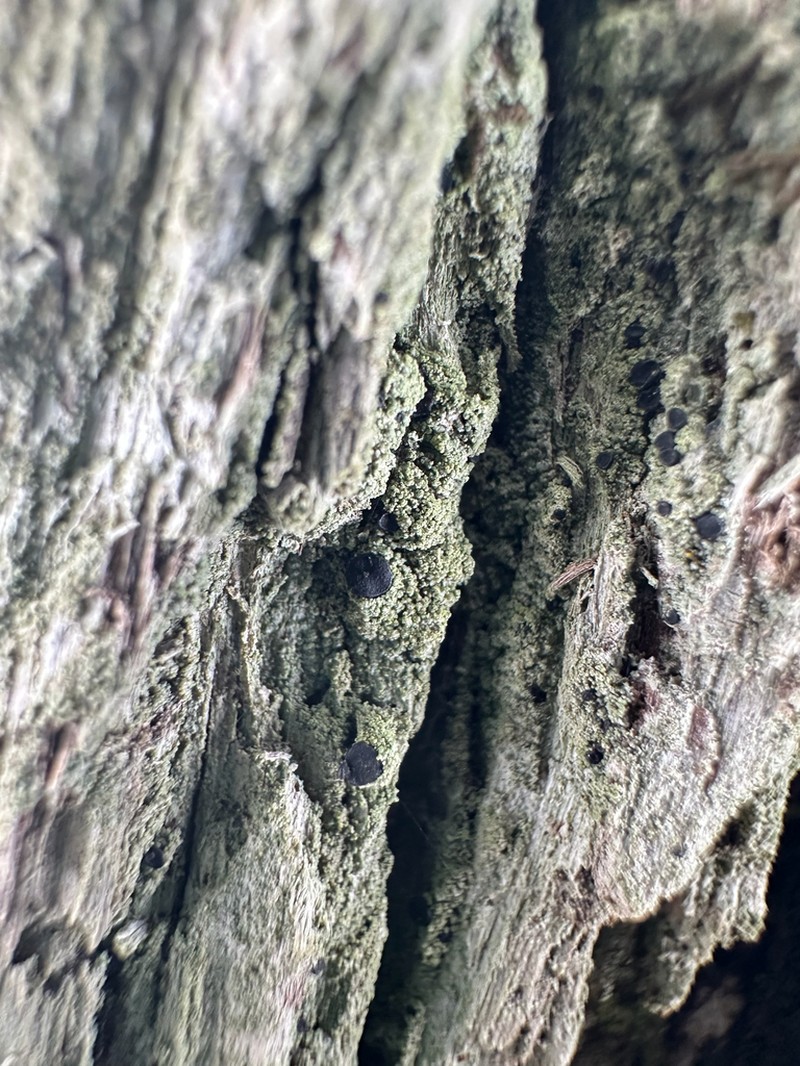 Schweinitz's Dotted Lichen photo 5