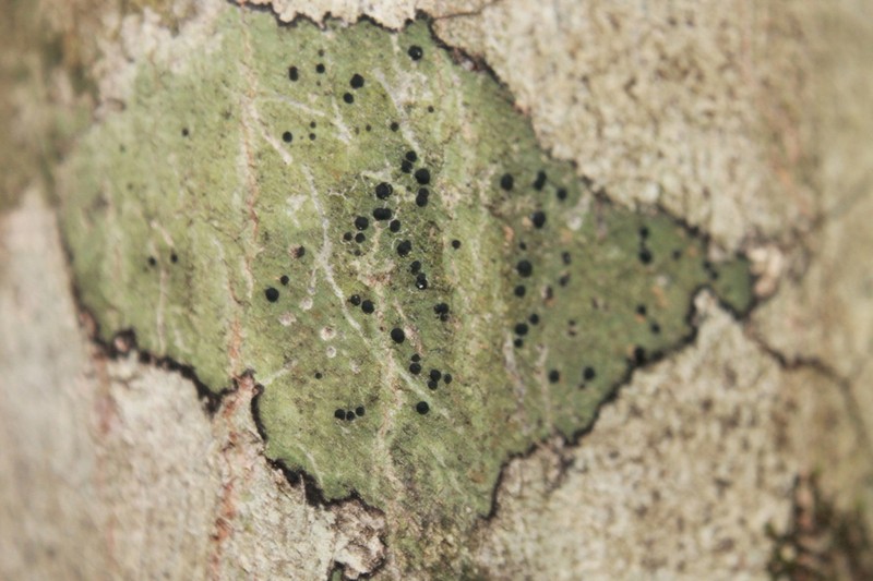 Schweinitz's Dotted Lichen photo 6