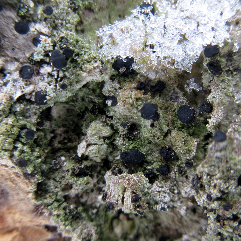 Schweinitz's Dotted Lichen photo 7
