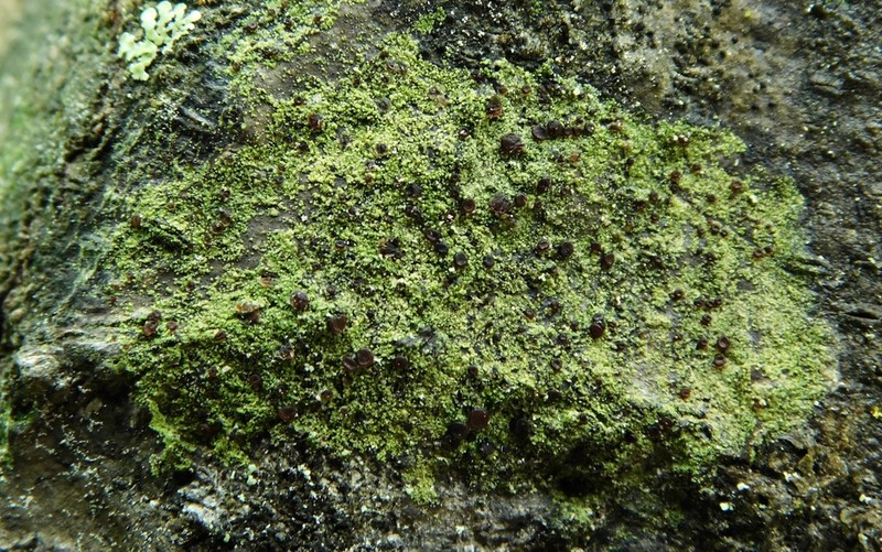 Schweinitz's Dotted Lichen photo 8