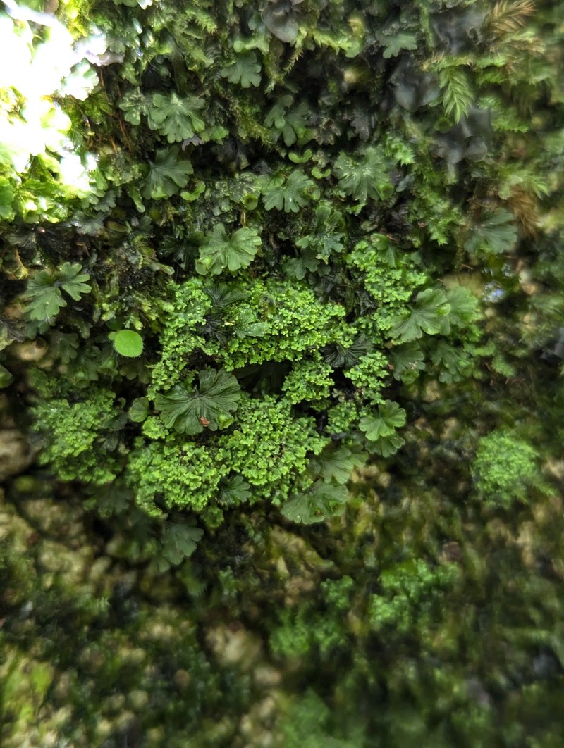 Bacidia subgranulosa