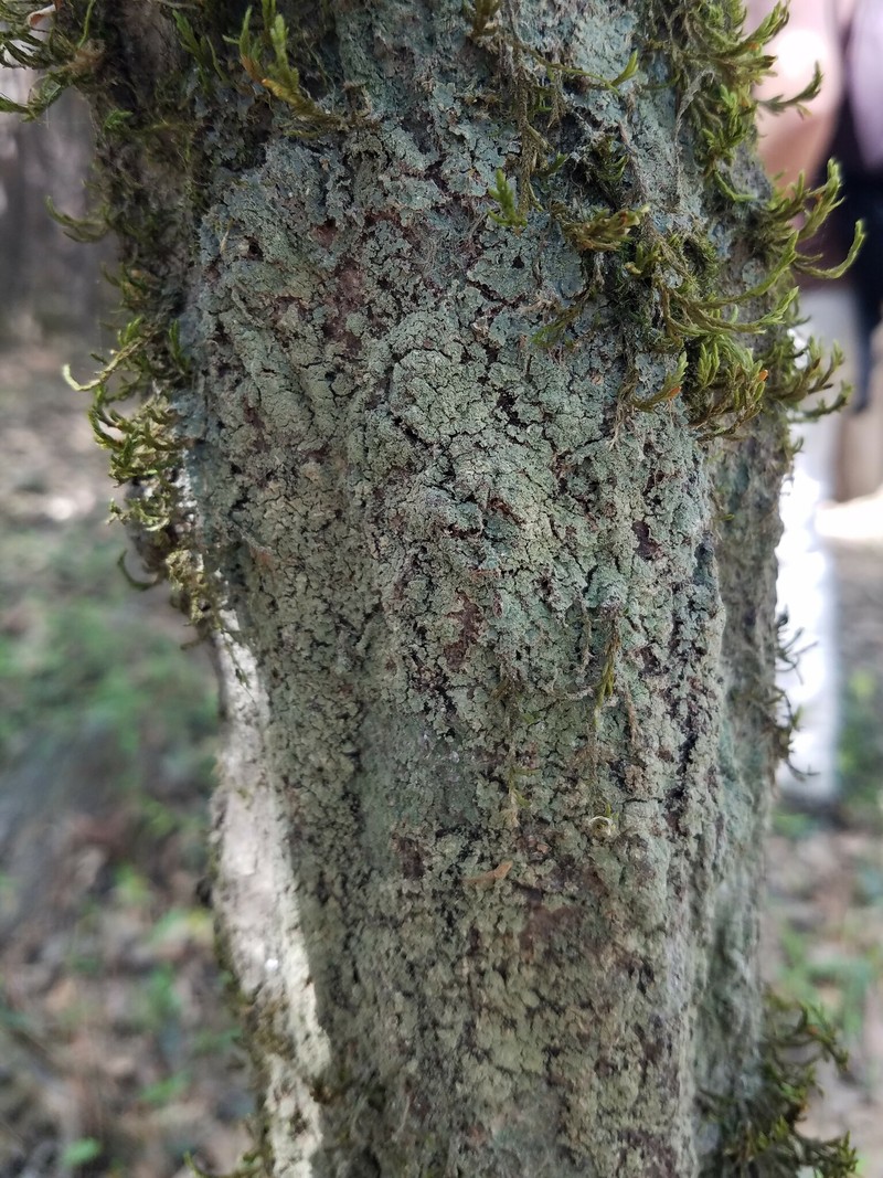 Bacidia subgranulosa photo 2