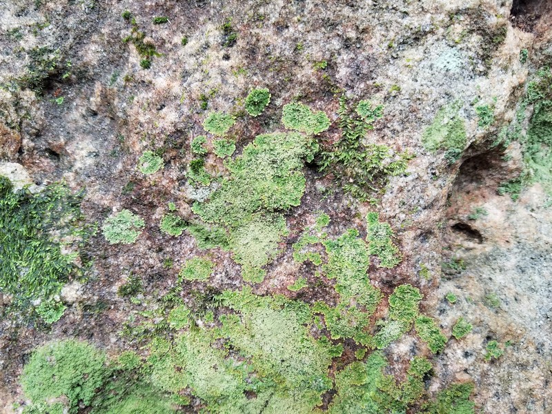 Bacidia subgranulosa photo 3