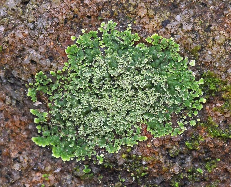 Bacidia subgranulosa photo 4