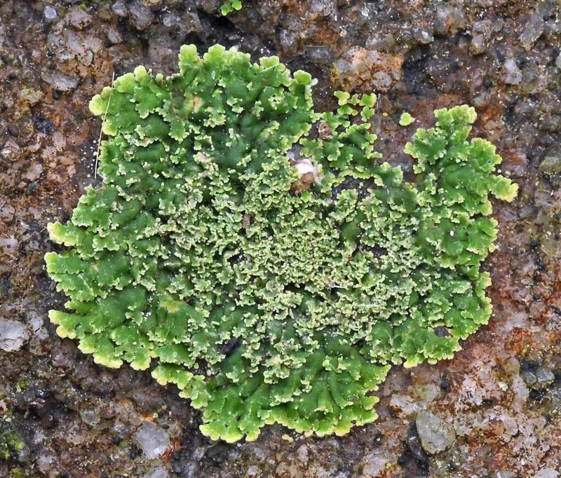 Bacidia subgranulosa photo 5