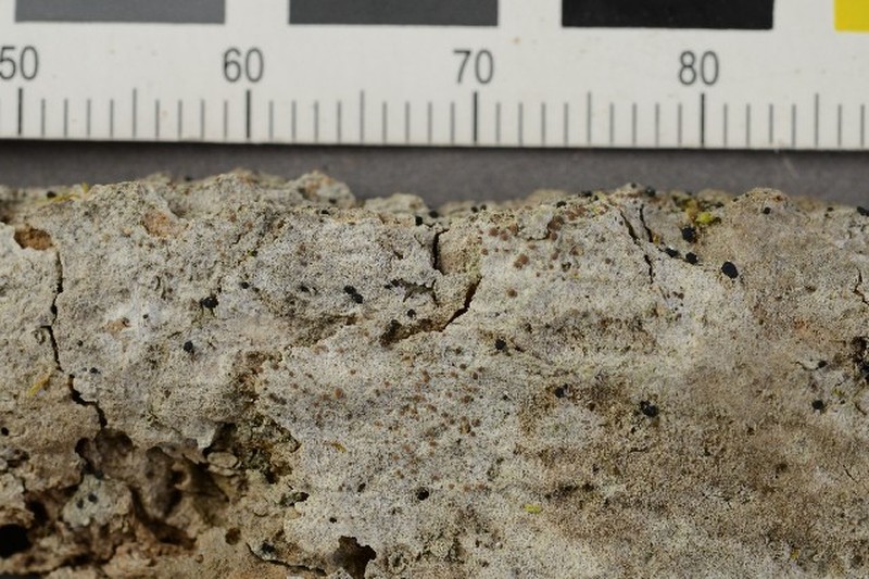 Dotted Lichen