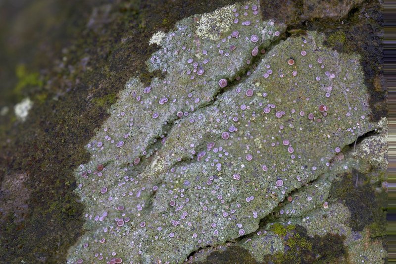 Dotted Lichen