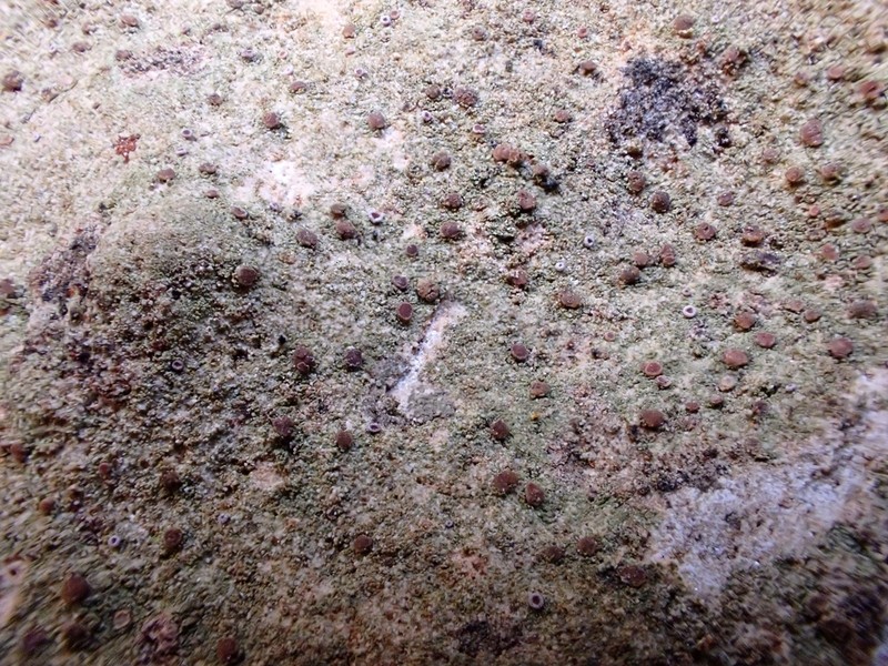 Dotted Lichen
