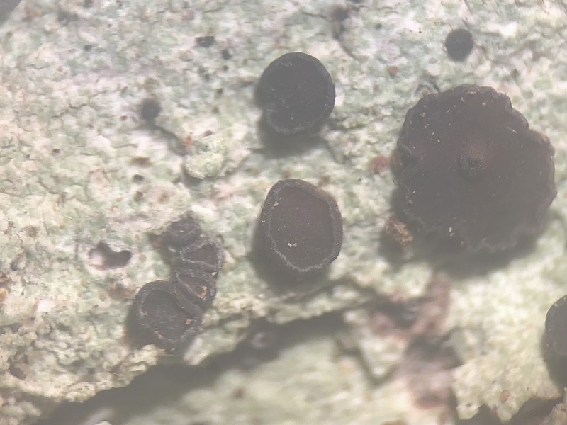 Dotted Lichen photo 2
