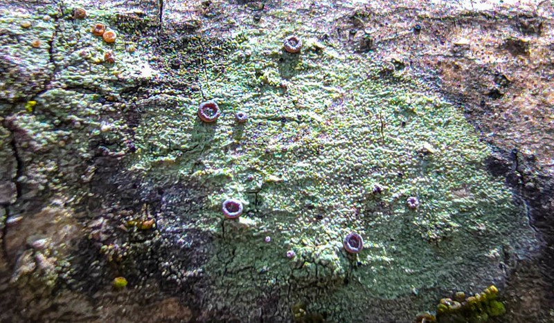 Dotted Lichen photo 3
