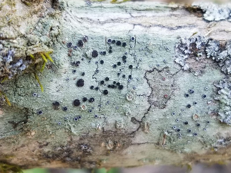 Dotted Lichen photo 4