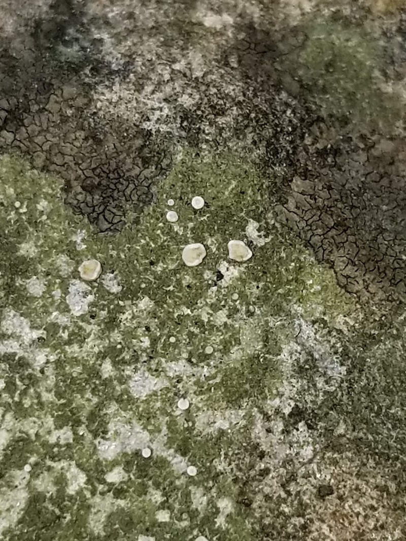 Dotted Lichen photo 5
