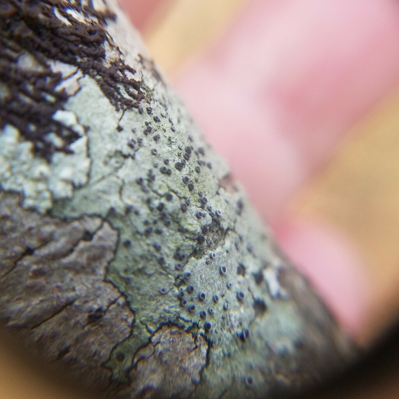 Dotted Lichen photo 6