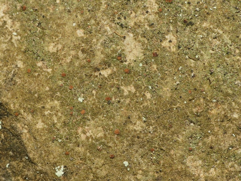 Dotted Lichen photo 7