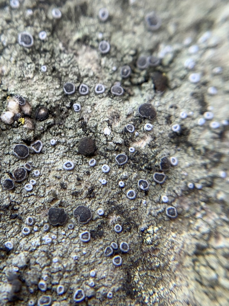 Dotted Lichen photo 8
