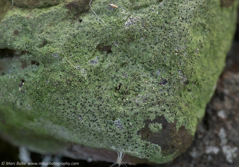 Dotted Lichen
