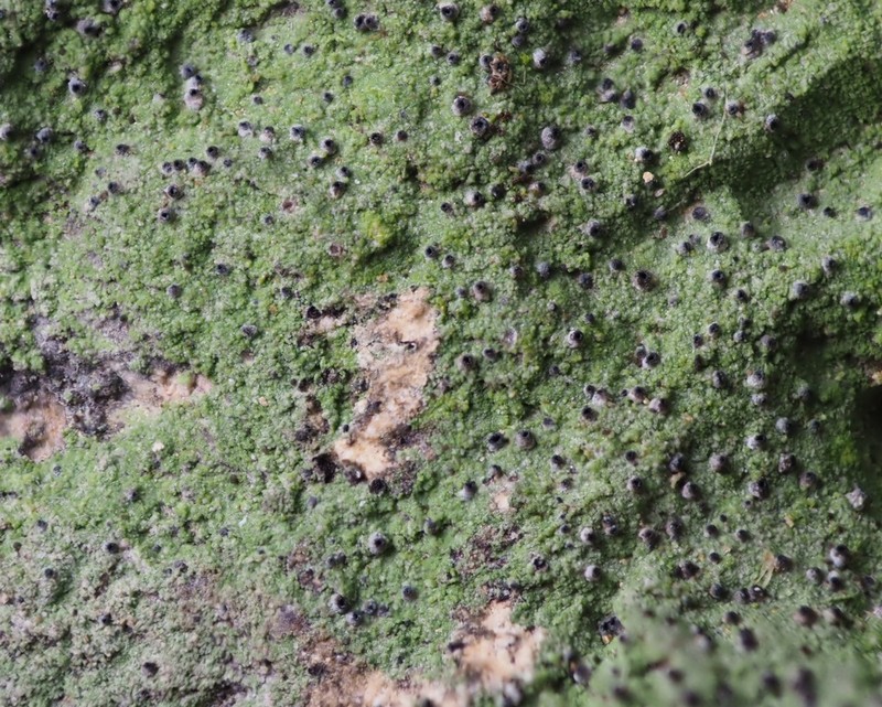 Dotted Lichen photo 2