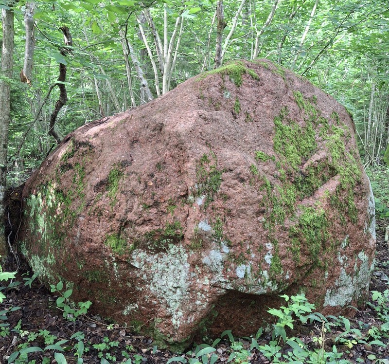Dotted Lichen photo 3